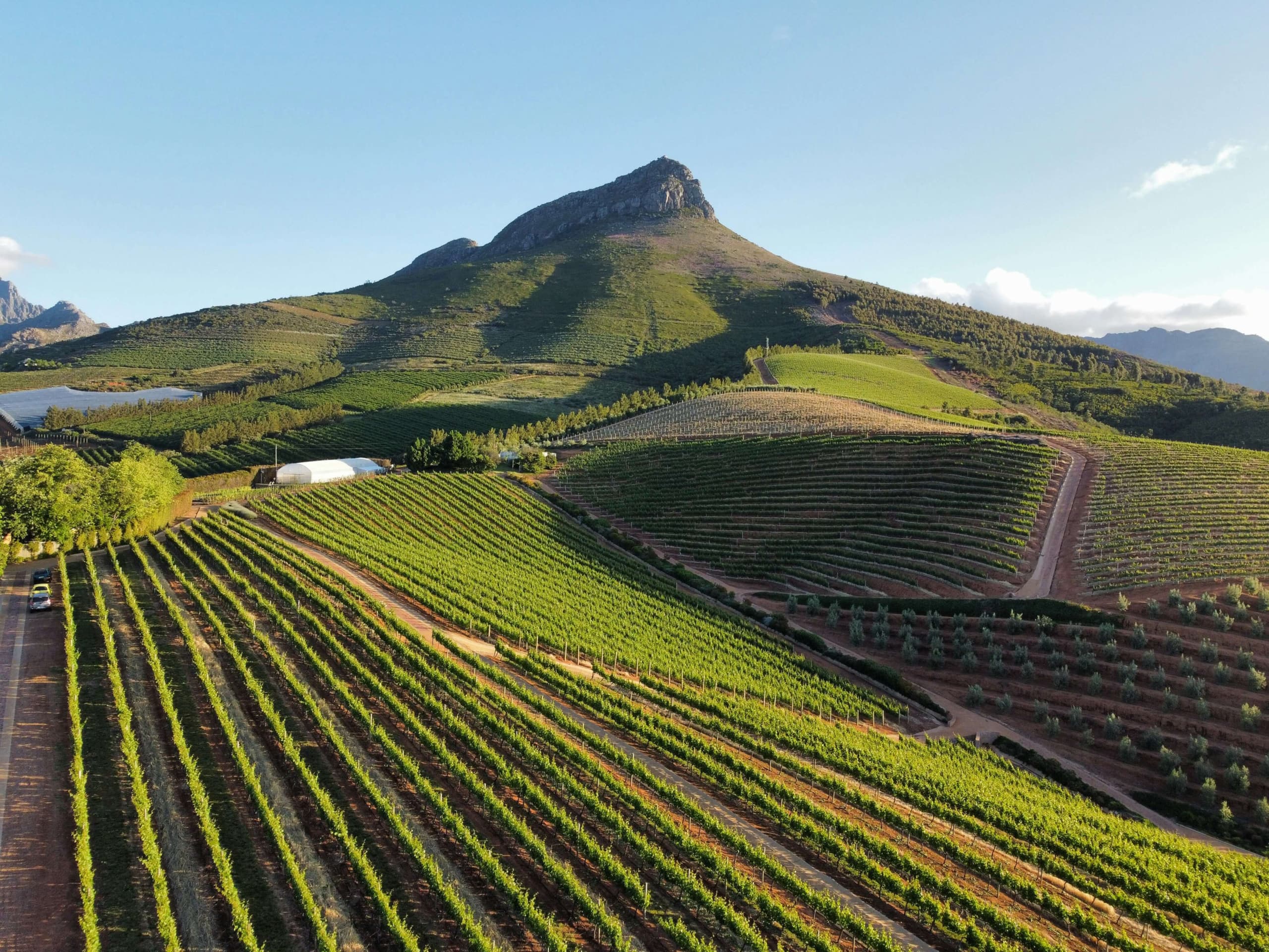 Cape Winelands vineyard rows with dramatic mountain peak and blue sky